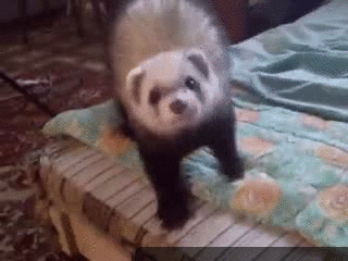 Ferrets used to go to war.